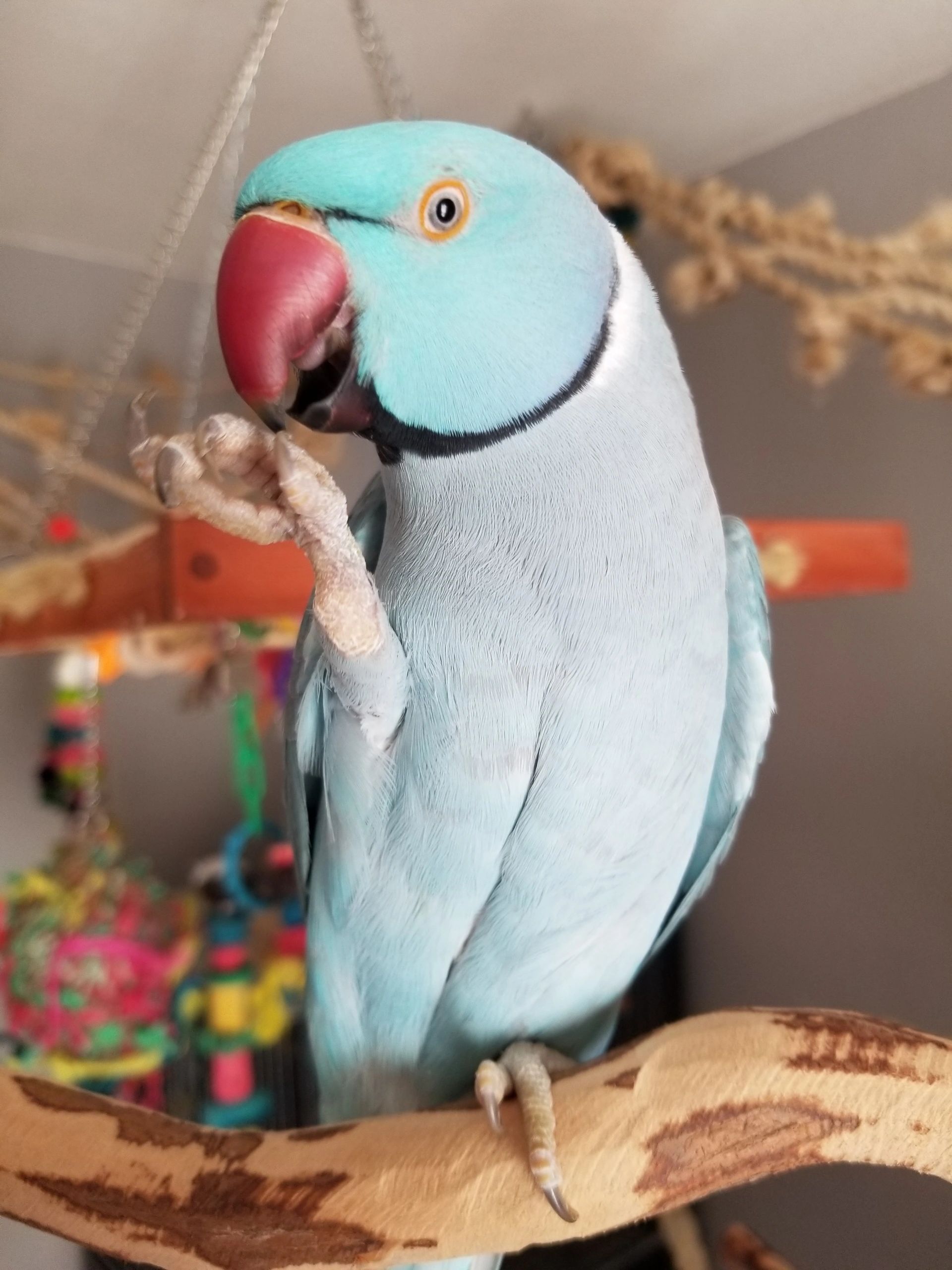 Rukus | Chatterbox Parrots